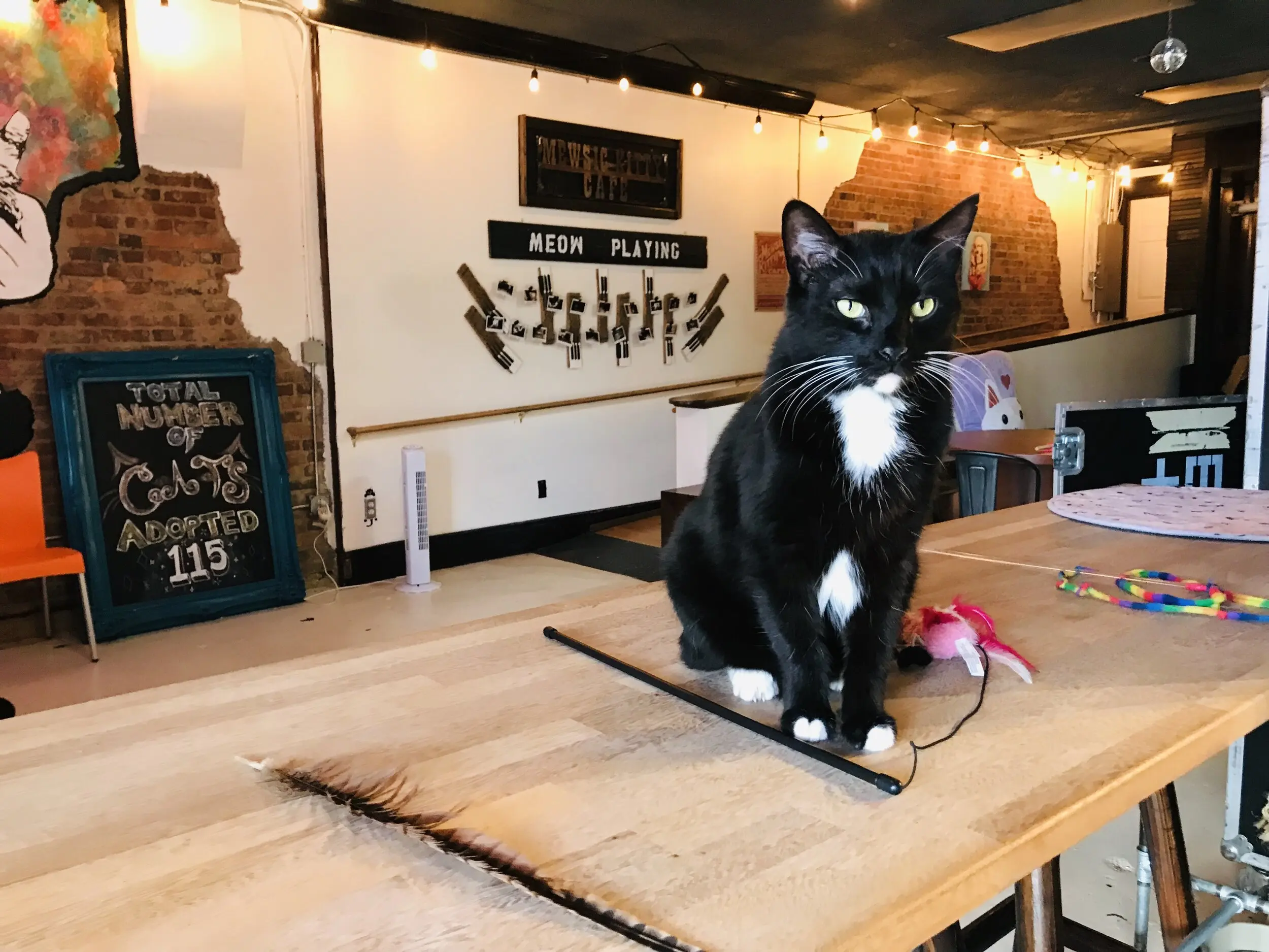 cafe with cats near me - Are cats allowed at cat café