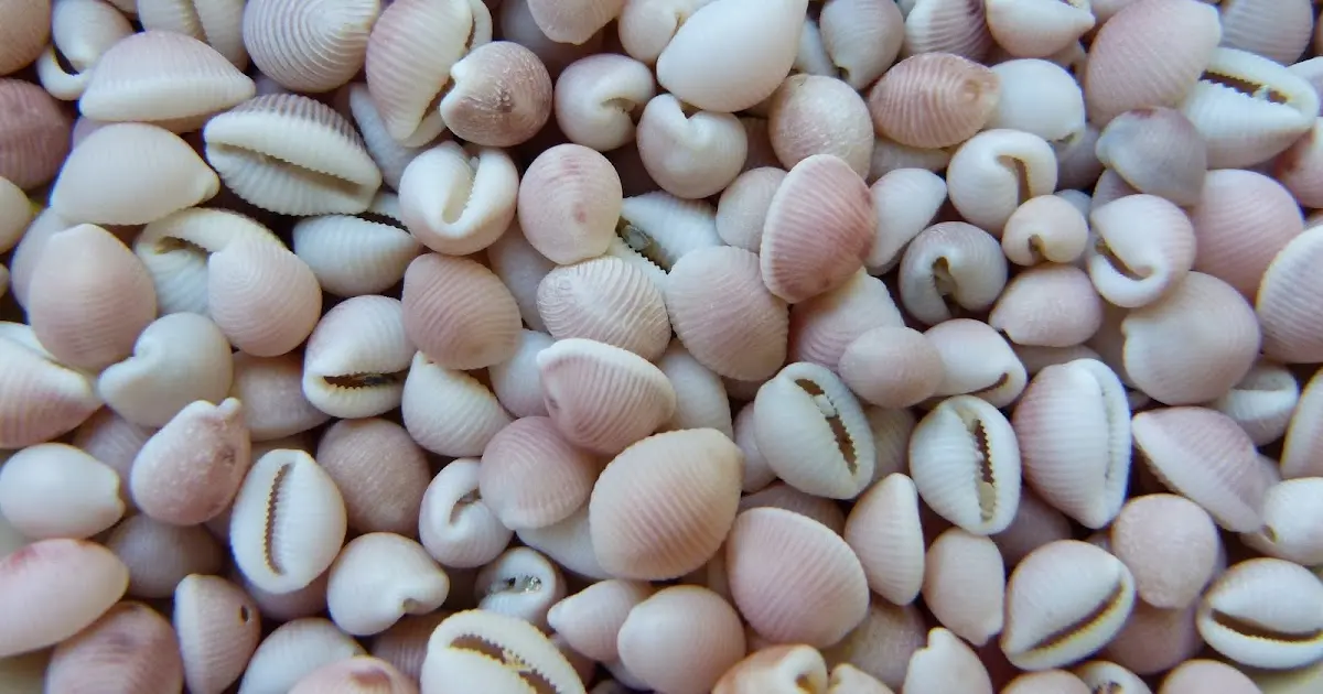 Coquillages grain de café: una joya del mar - Comment mangent les coquillages coquillages grain de café - Comment mangent les coquillages