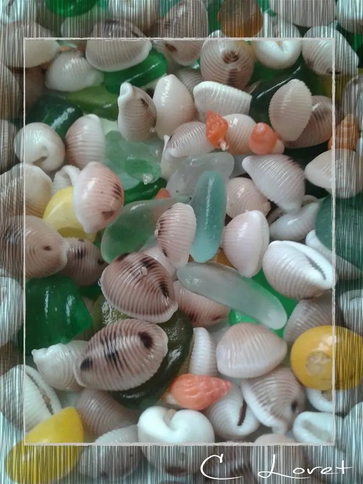 Coquillages grain de café: una joya del mar - Comment nourrir un coquillage coquillages grain de café - Comment nourrir un coquillage