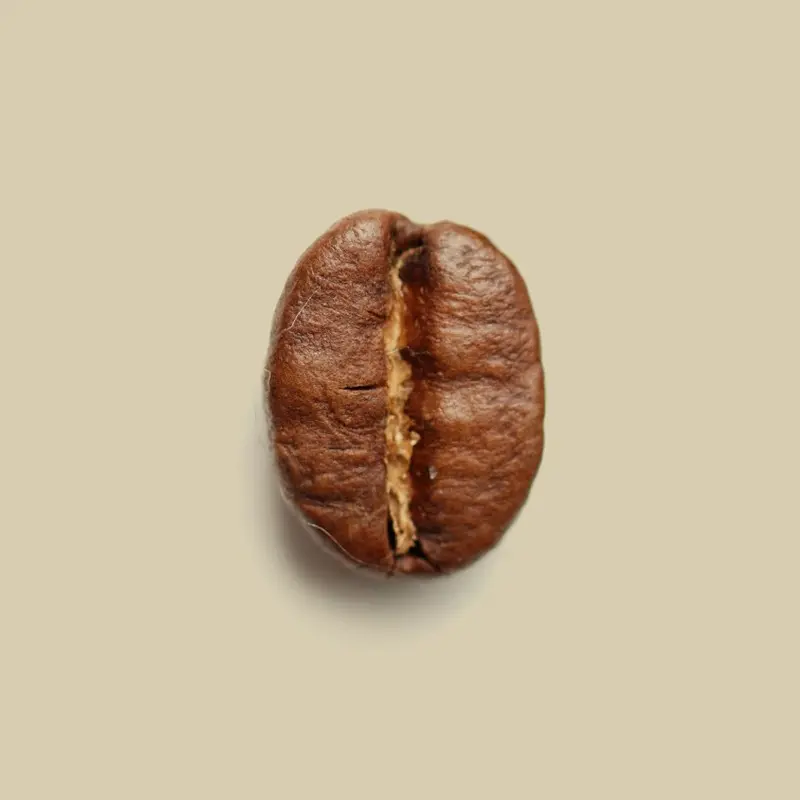 Graine Café: Una Experiencia Única para los Amantes del Café - Comment s'appellent les graines de café graine café - Comment s'appellent les graines de café