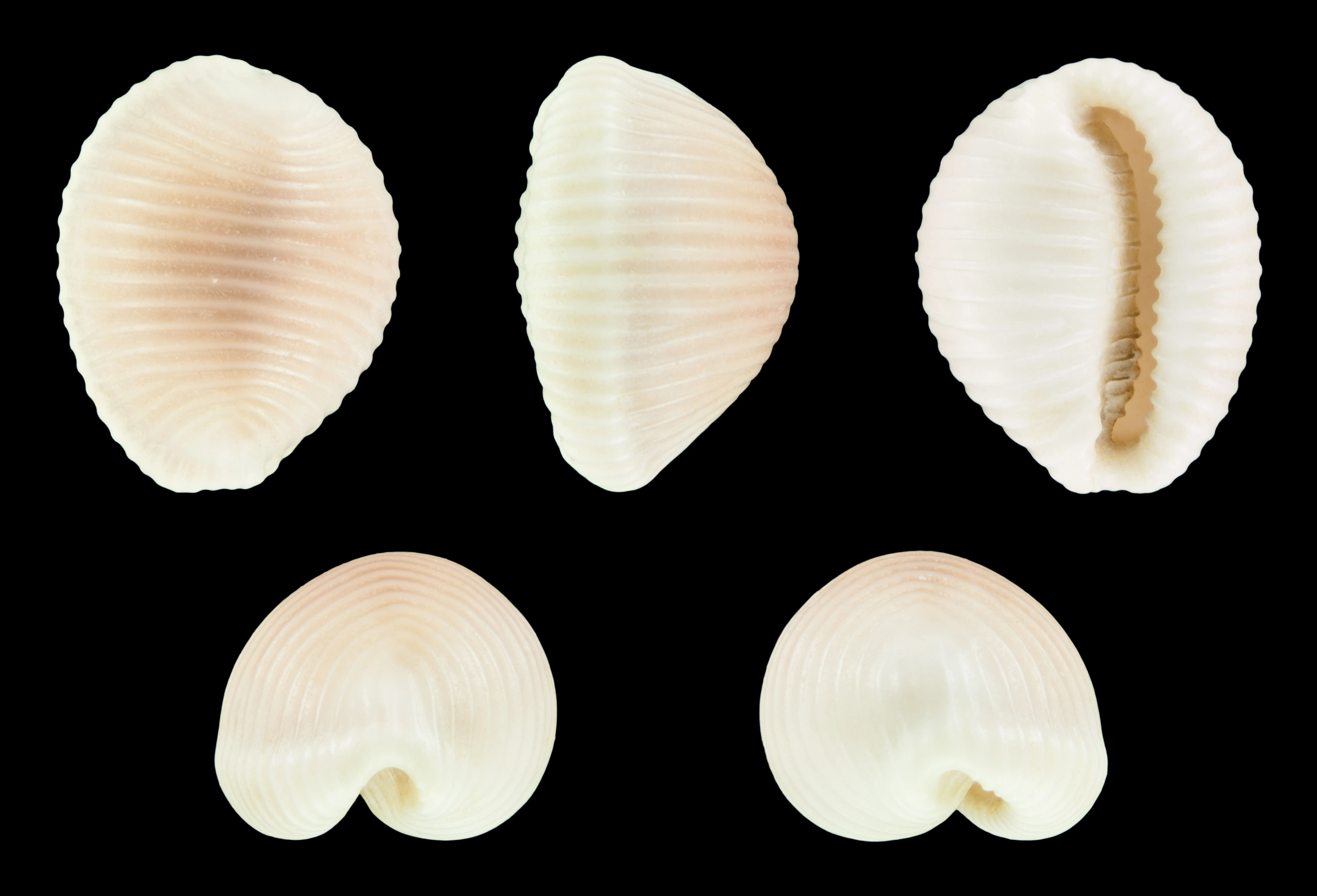 Coquillages grain de café: una joya del mar - Comment se nourrissent les coquillages coquillages grain de café - Comment se nourrissent les coquillages