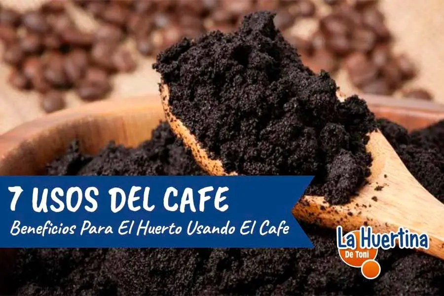 posos de café para naranjos - Cómo abonar un árbol de naranja