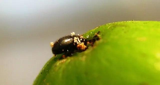 Insectos del café: Conozca a los principales y cómo afectan al ser humano - Cómo afecta al ser humano la broca del café insectos del cafe - Cómo afecta al ser humano la broca del café