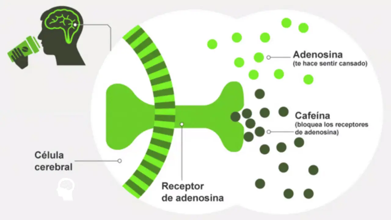 efectos negativos del cafe en el cerebro - Cómo afecta la cafeína a la salud mental