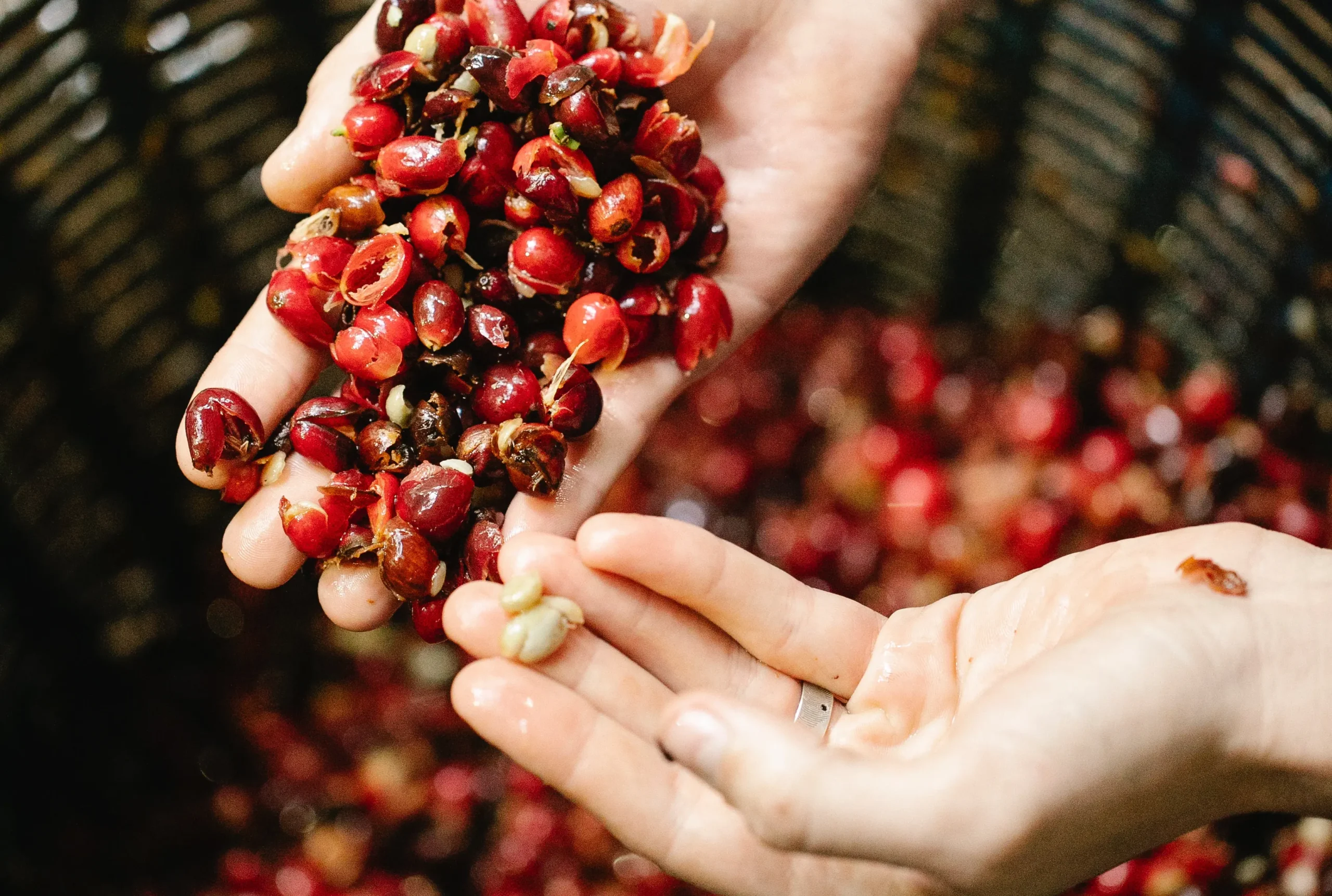 La densidad del café: todo lo que necesitas saber - Cómo calcular la densidad de un grano de café densidad cafe - Cómo calcular la densidad de un grano de café