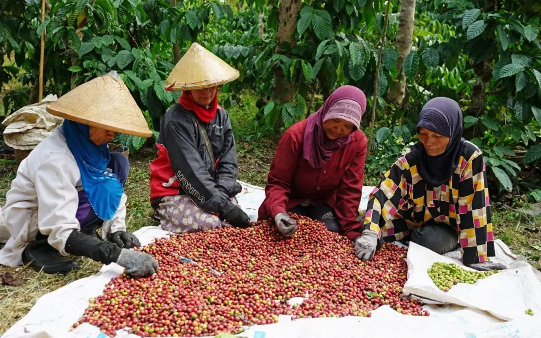 cafe de indonesia - Cómo es el café de Indonesia