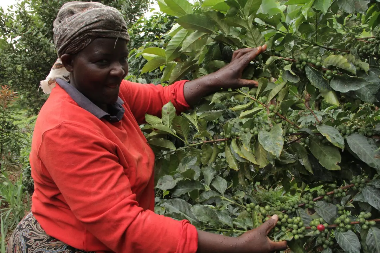 Café de Kenia: Una joya africana - Cómo es el café de Kenia cafe de kenia - Cómo es el café de Kenia