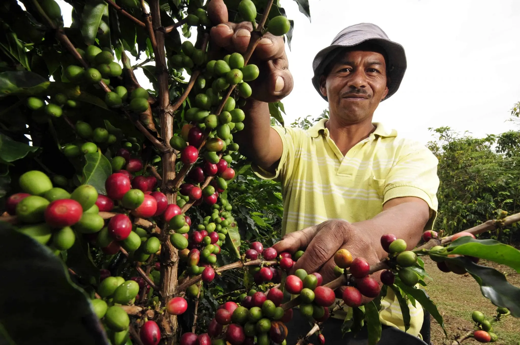 como se cultiva el cafe - Cómo es el proceso de cultivo y cosecha del café