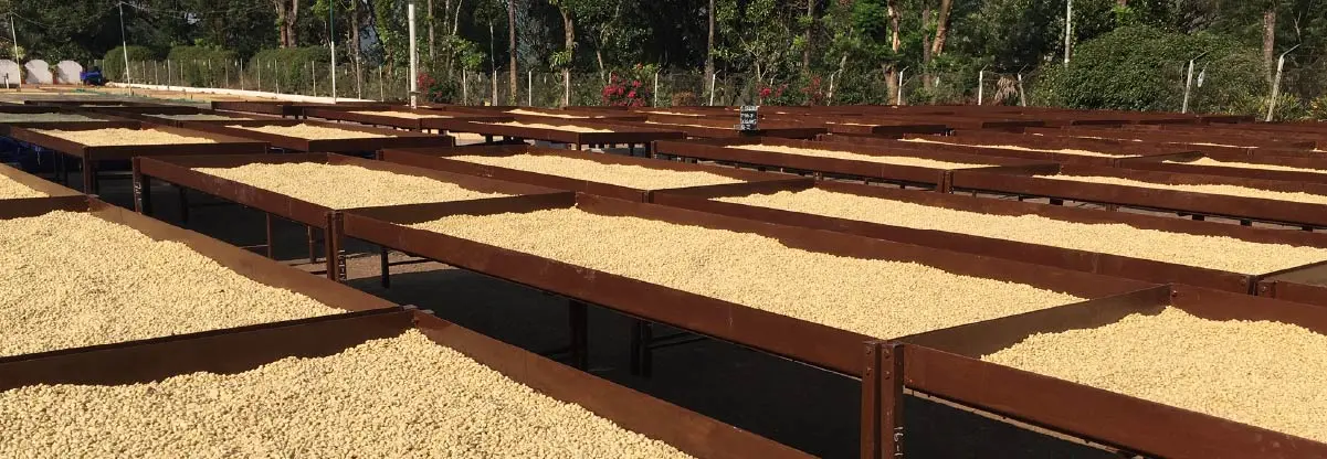 proceso de secado del cafe - Cómo funciona la secadora de café