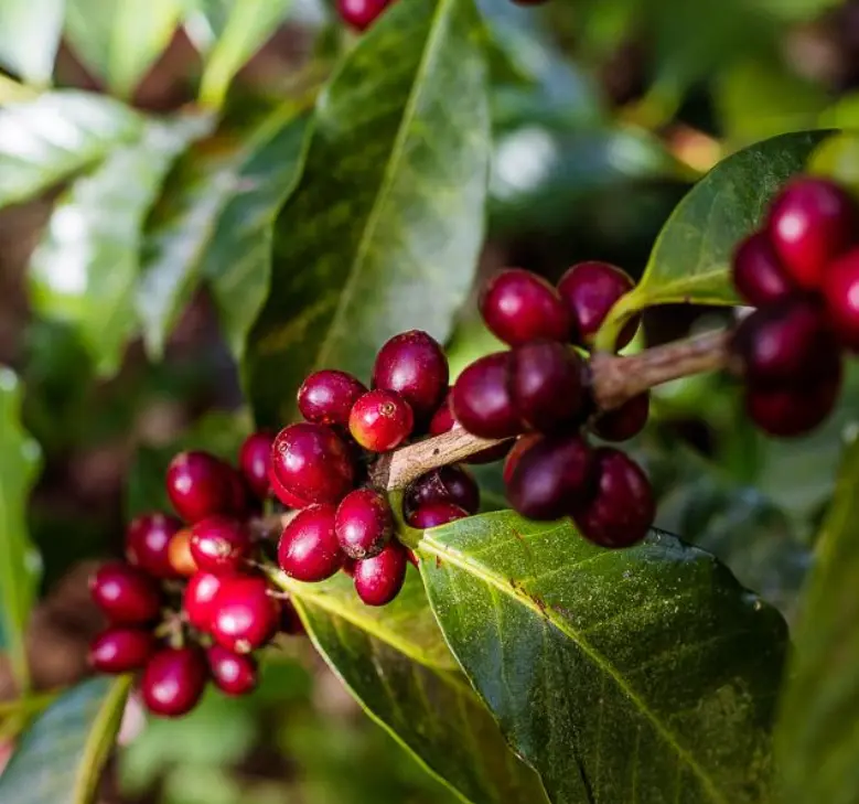 plantas de cafe - Cómo regar una planta de café