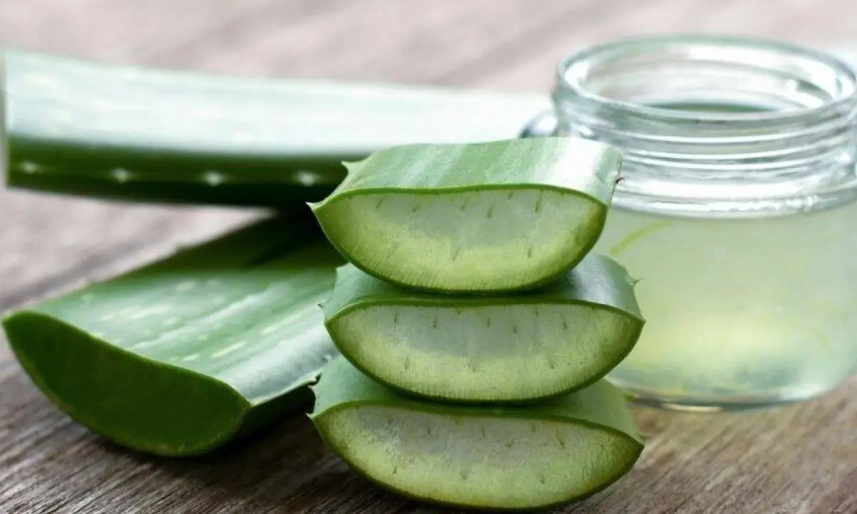 Mascarilla de café y aloe vera para el cabello: beneficios y cómo aplicarla - Cómo reparar el cabello dañado con aloe vera mascarilla de café y aloe vera para el cabello - Cómo reparar el cabello dañado con aloe vera