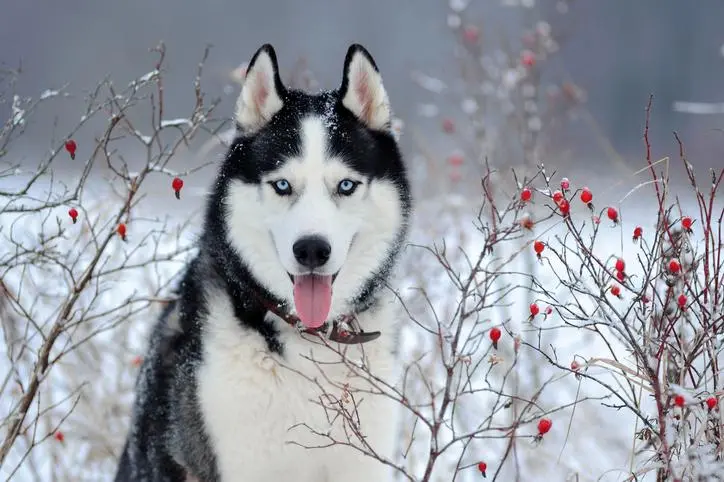 husky cafe - Cómo saber si mi husky es cruzado