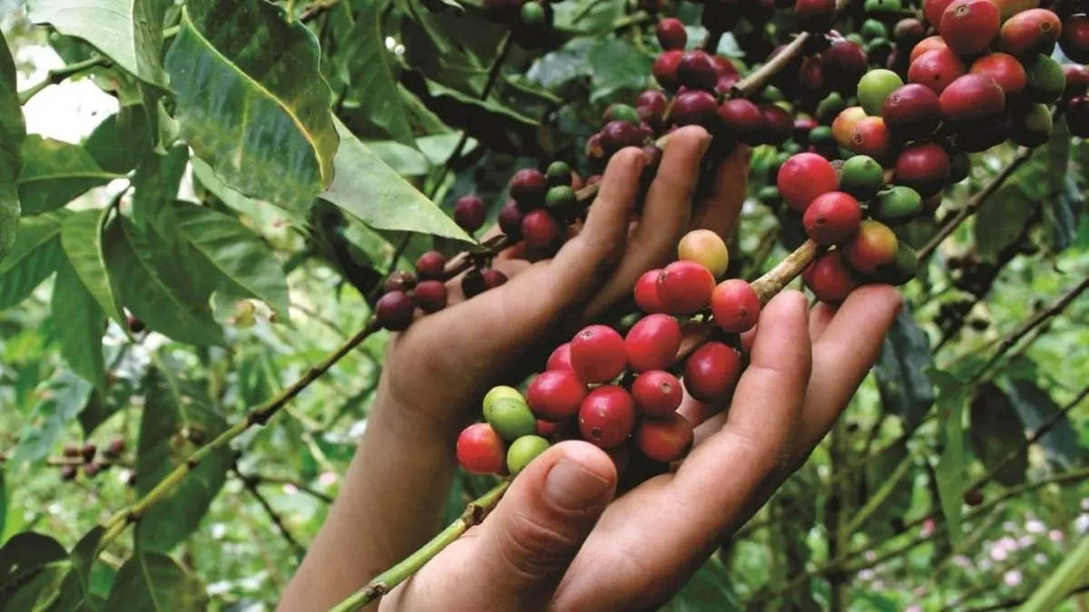 Café sostenible: una opción para un entorno más justo y saludable - Cómo saber si un café es organico cafe sostenible - Cómo saber si un café es organico