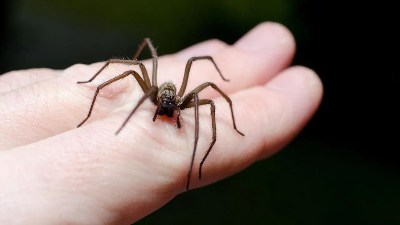 araña cafe con puntos blancos - Cómo saber si una araña es venenosa o no