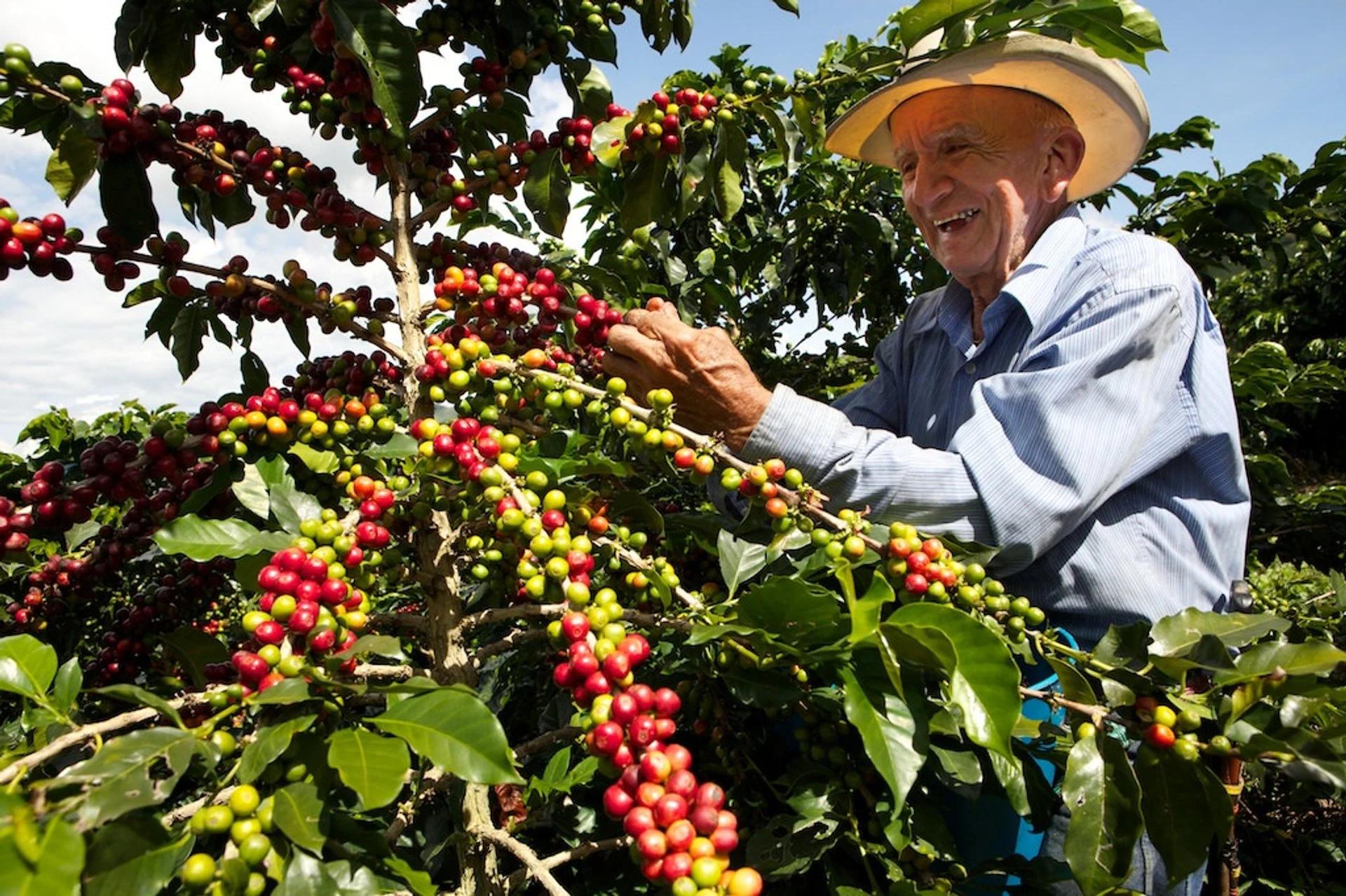 cafe cultivo colombia - Cómo se cultiva el café colombiano