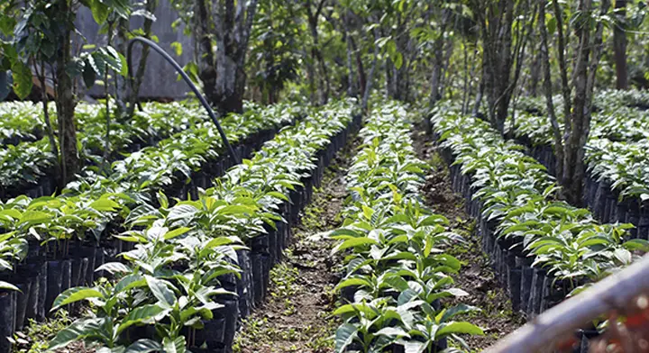 cultivo de cafe en mexico - Cómo se cultiva el café en Oaxaca