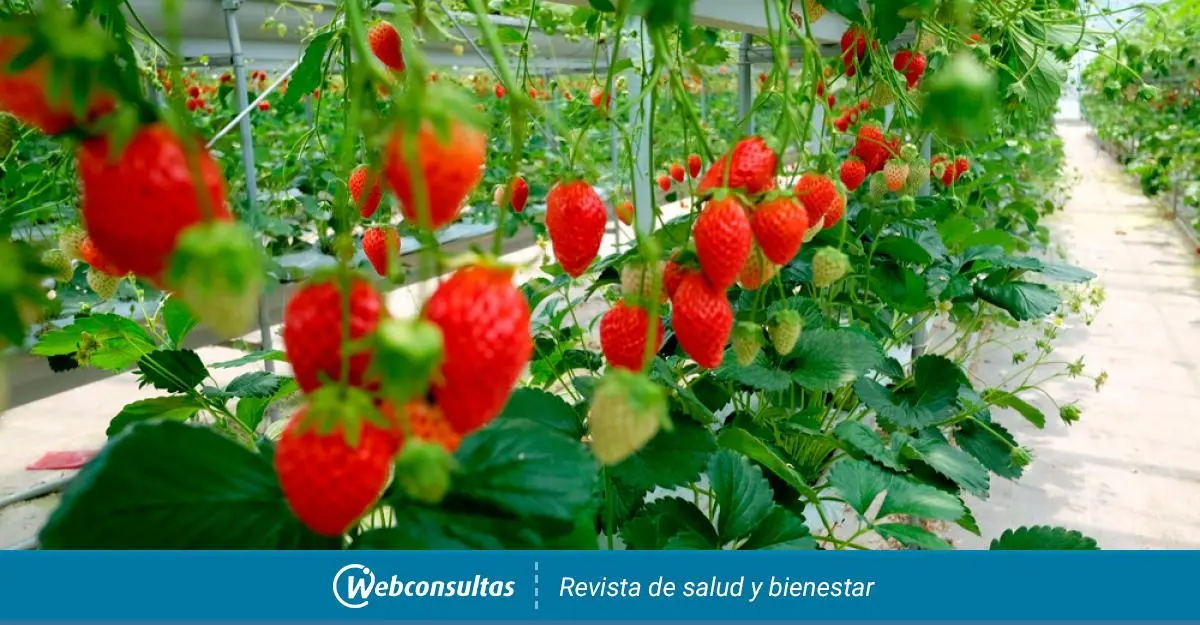 Café con fresas: una combinación deliciosa - Cómo se debe consumir la fresa cafe con fresas - Cómo se debe consumir la fresa