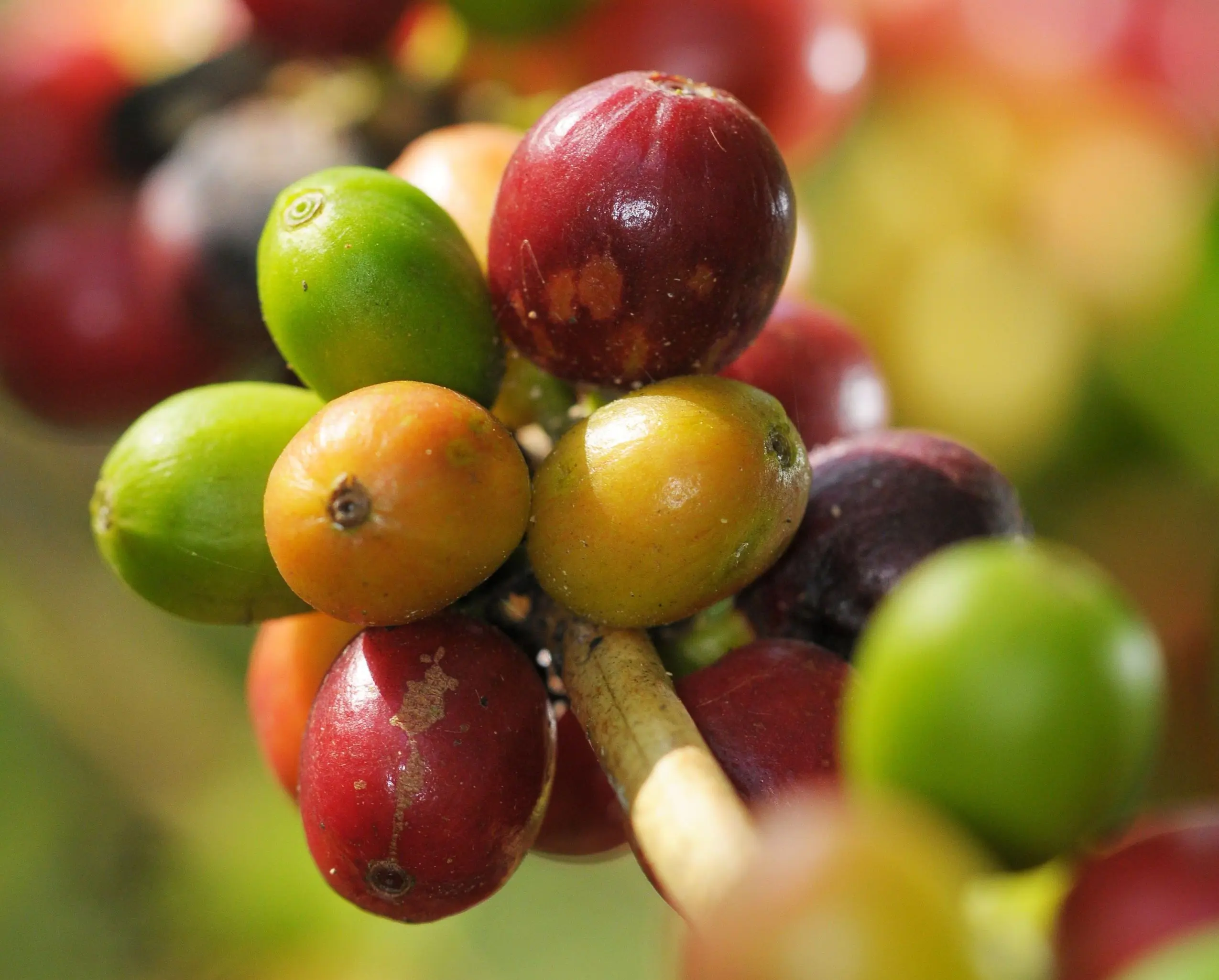 como se llama el fruto del cafe - Cómo se le llama a la fruta del café