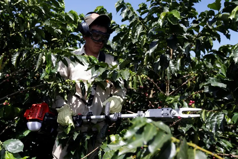 recolectar cafe en colombia - Cómo se les llama a los recolectores de café en Colombia