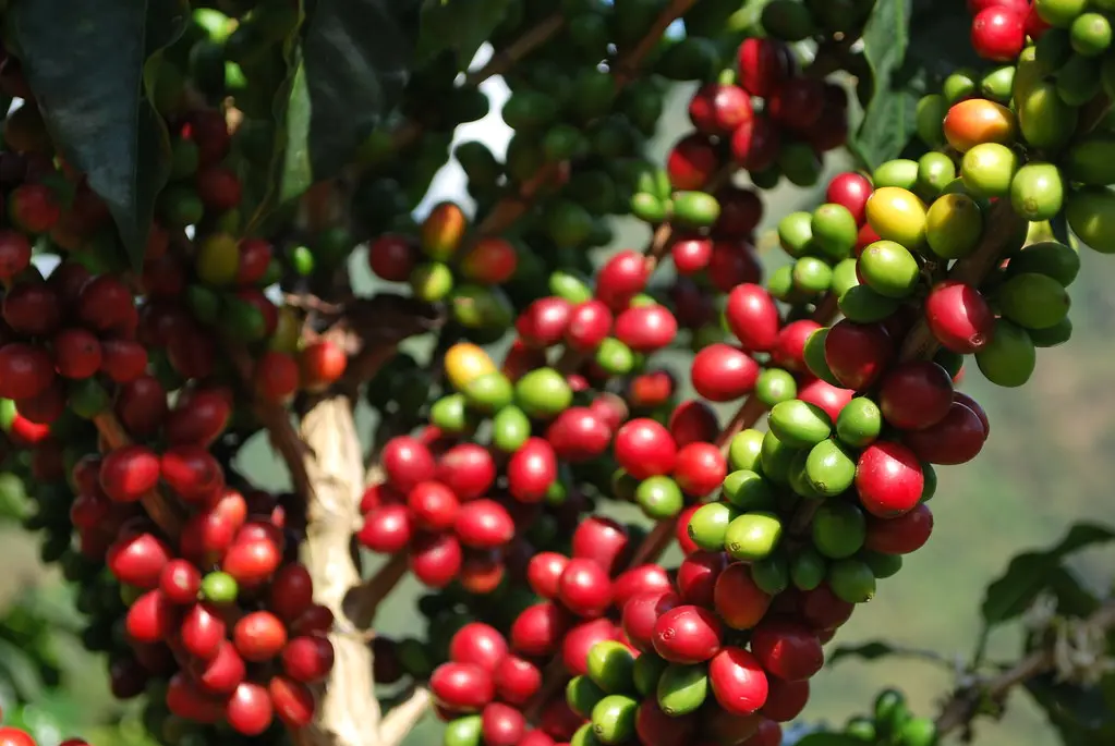 El palo de café: un utensilio esencial en la preparación de esta deliciosa bebida - Cómo se llama el palo para revolver el café palo de cafe - Cómo se llama el palo para revolver el café