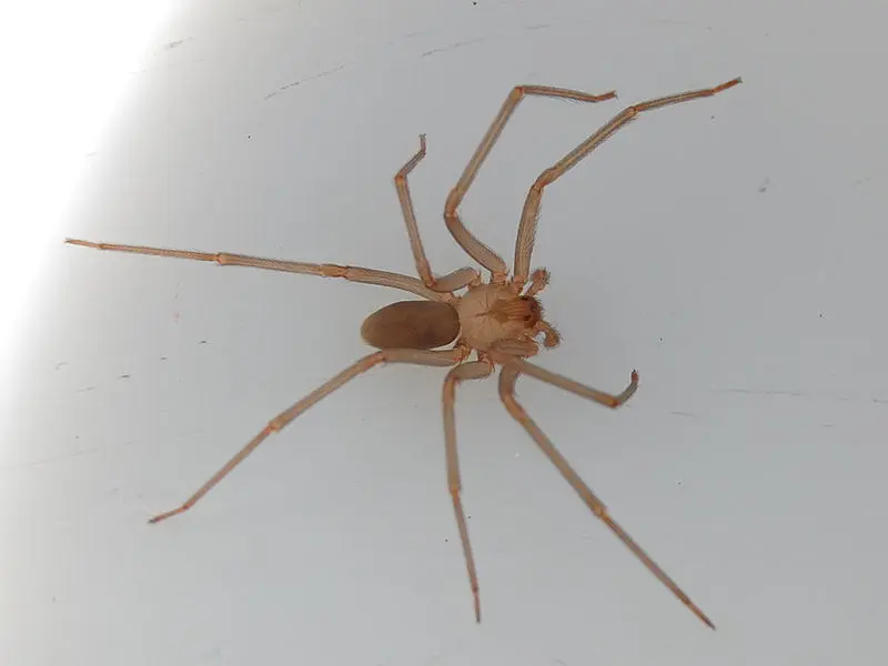 araña cafe con patas largas - Cómo se llama la araña de patas largas