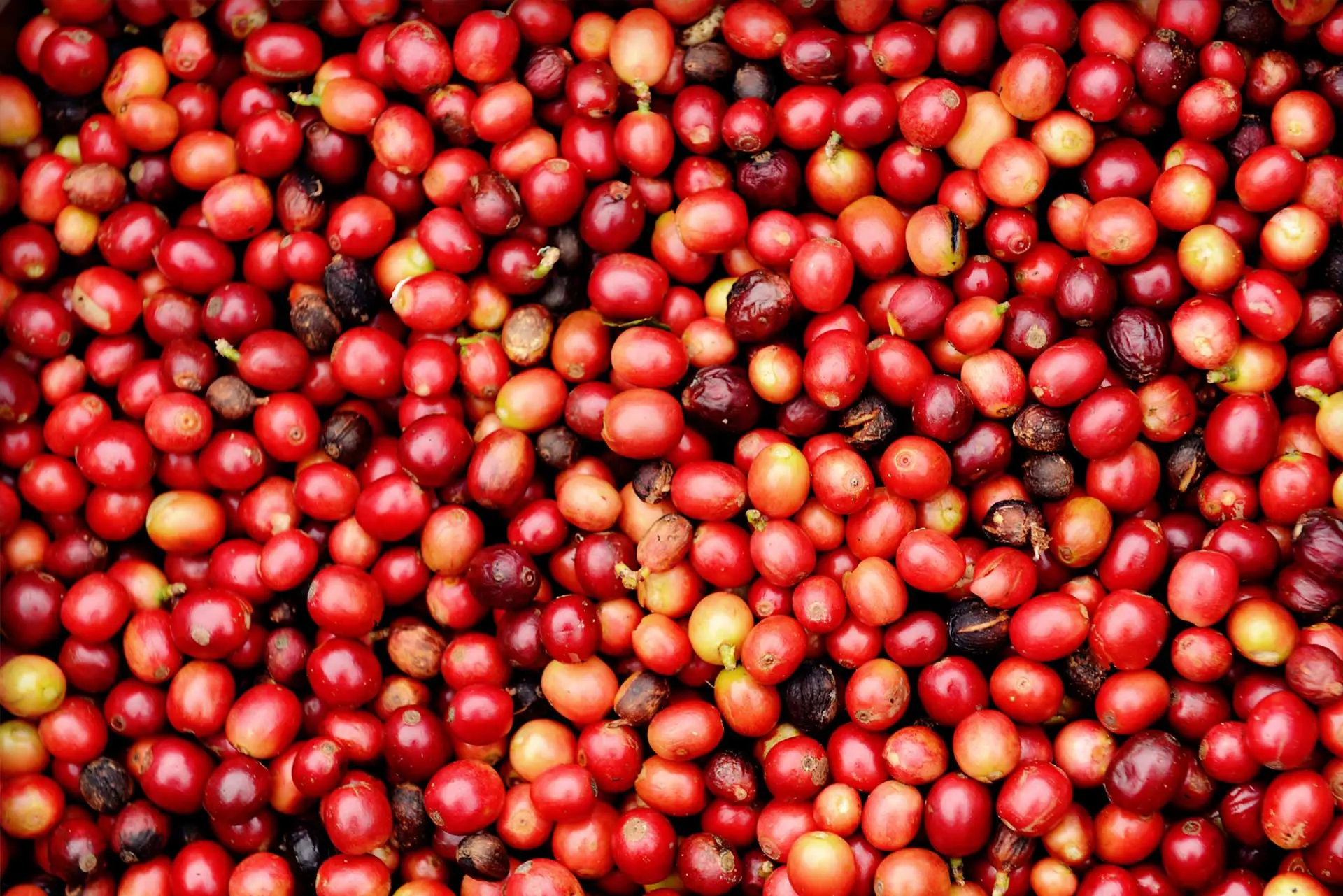 cerezas del cafe - Cómo se llama la cereza del café