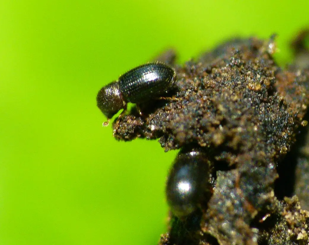 Insecto del café - Cómo se llama la plaga del café insecto del cafe - Cómo se llama la plaga del café