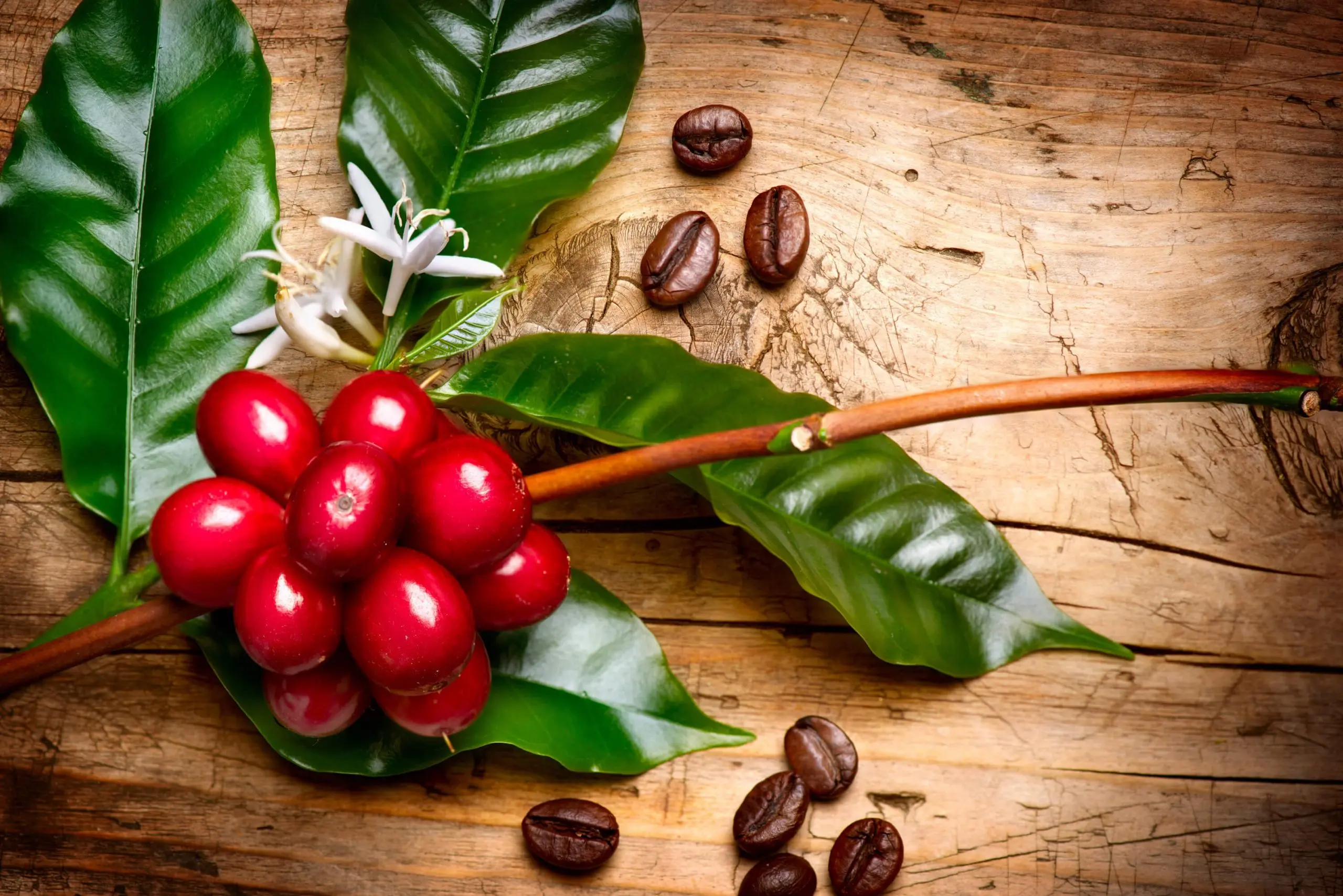 nombre cientifico del cafe - Cómo se llama la raíz del café