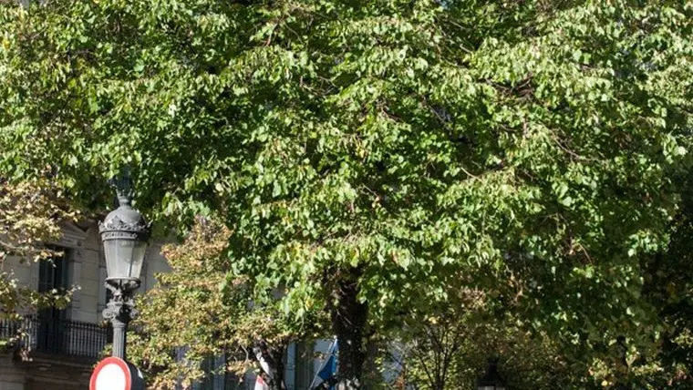 El Café de la Rambla: Una experiencia única en Barcelona - Cómo se llaman los árboles de la Rambla el cafe de la rambla - Cómo se llaman los árboles de la Rambla