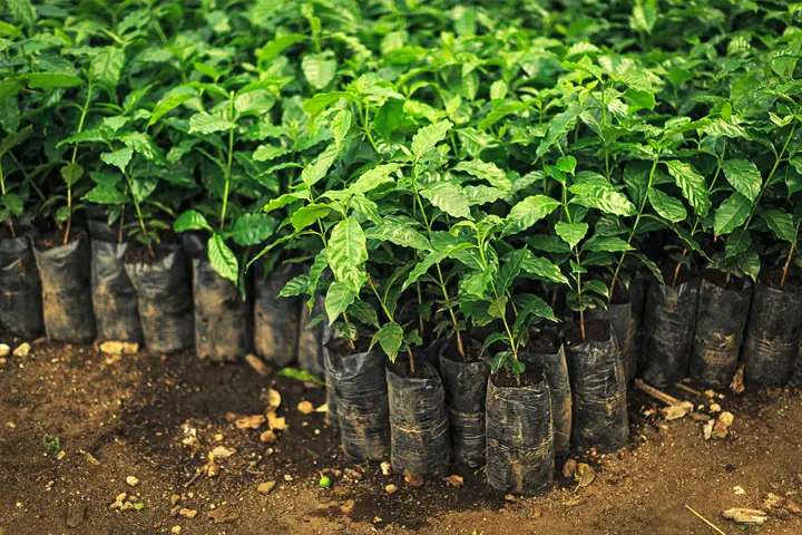 como se cultiva el cafe - Cómo se puede sembrar