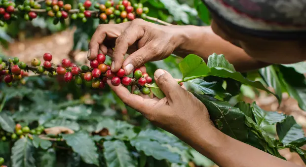 Cultura del café en Colombia - Cómo son las costumbres en el Eje Cafetero cultura del café en colombia - Cómo son las costumbres en el Eje Cafetero