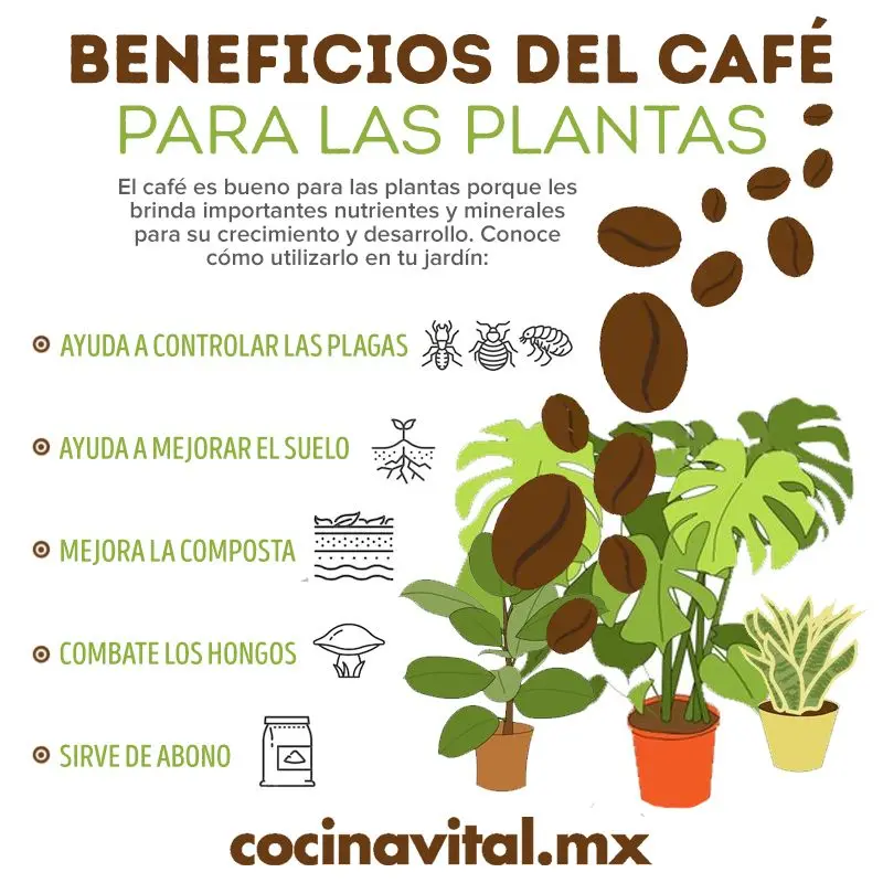 como usar cafe en las plantas - Cómo utilizar los posos del café en las plantas