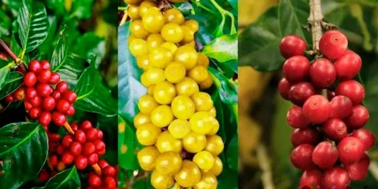 cafe bourbon rojo caracteristicas - Cuál es el café caturra
