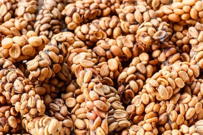 Café excremento de animal en Perú: una delicatessen única en el entorno - Cuál es el café más caro del Perú cafe excremento de animal peru - Cuál es el café más caro del Perú