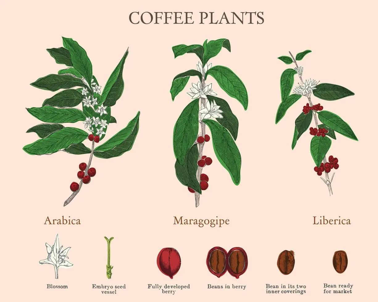 etapas del cafe - Cuál es el ciclo del café