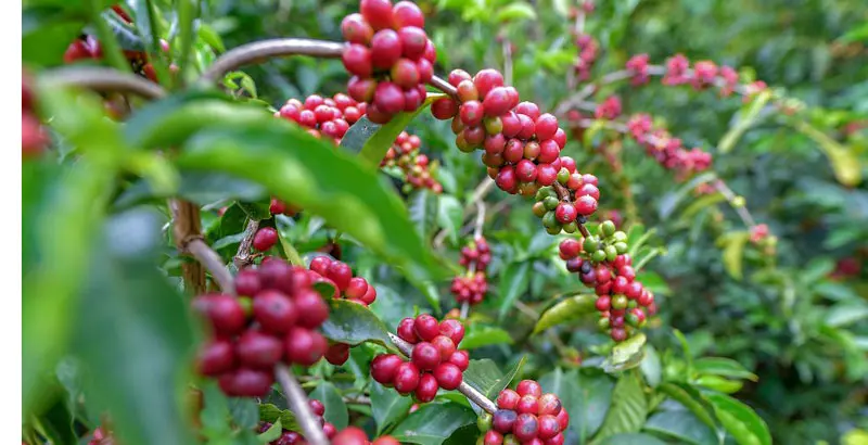 produccion de cafe en venezuela - Cuál es el eje de café en Venezuela
