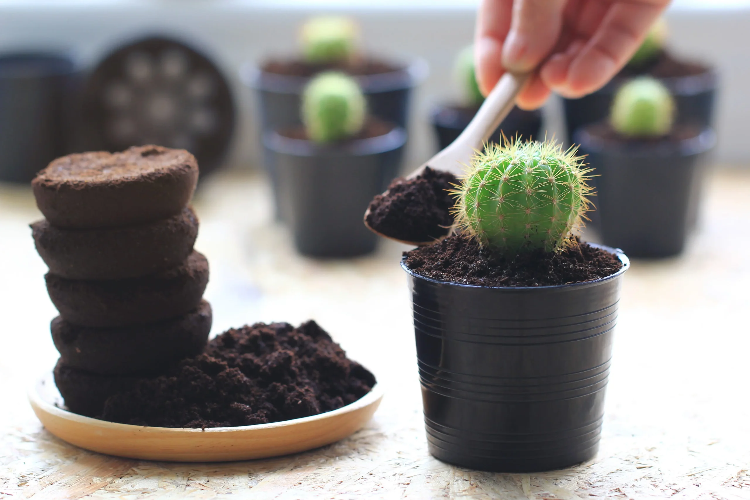 cafe abono para cactus - Cuál es el mejor abono para los cactus