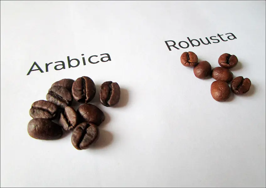 cafe arabica tipos - Cuál es el mejor café arábigo