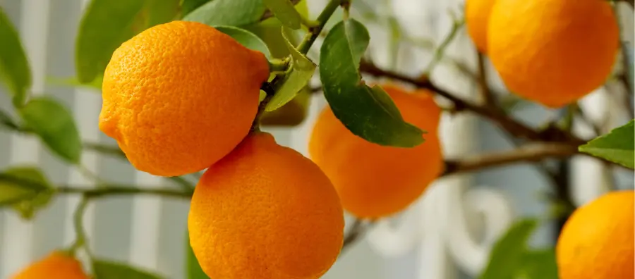 porque se toma jugo de naranja después del café - Cuál es el mejor momento para tomar jugo de naranja