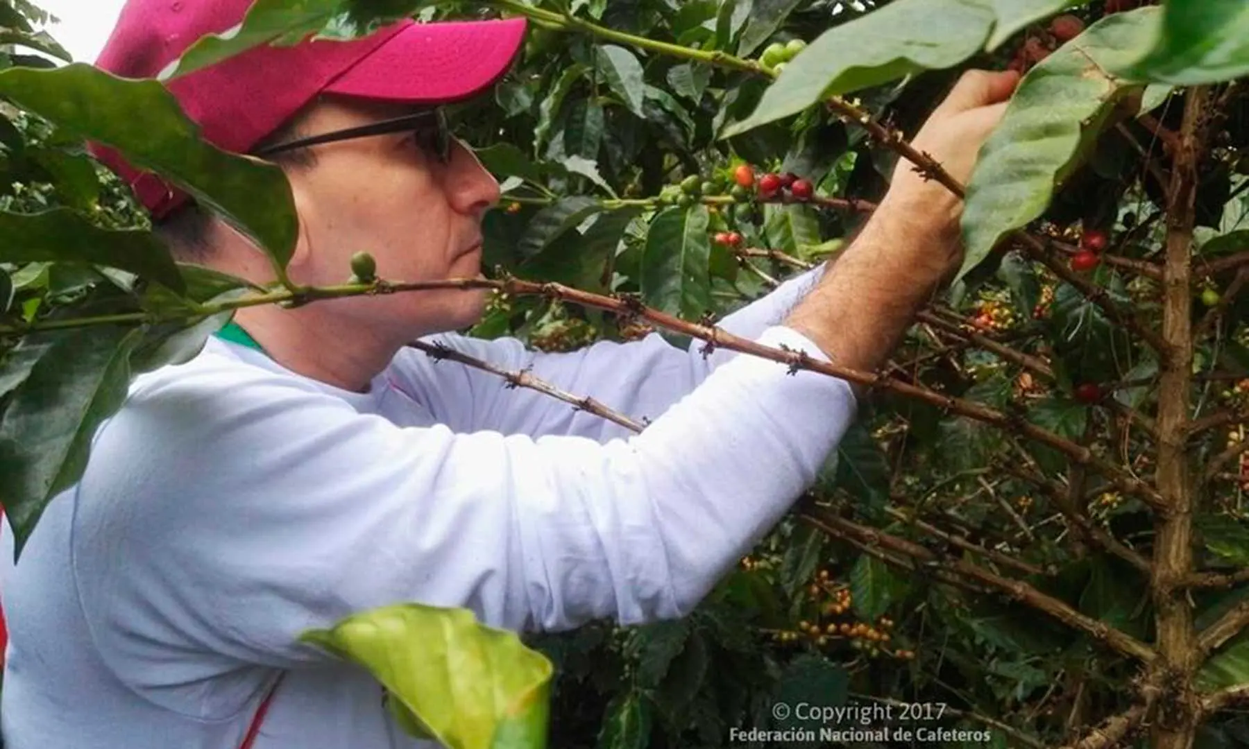 cual es el cafe mas suave del mundo - Cuál es el país que produce el café más suave del mundo