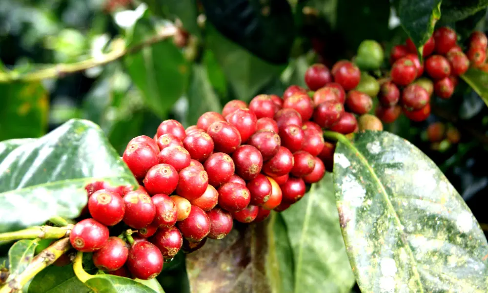 cuanto cafe produce una hectarea - Cuál es el rendimiento del café