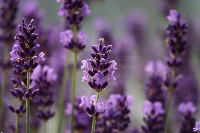 Café de lavanda: una deliciosa y aromática combinación - Cuál es el té de lavanda cafe de lavanda - Cuál es el té de lavanda