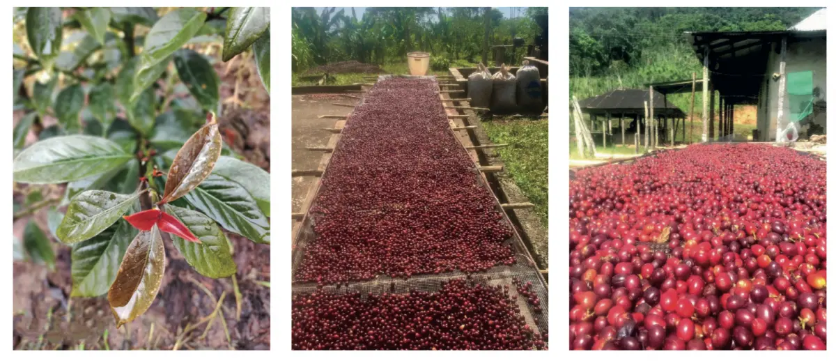 produccion de cafe en venezuela - Cuál es la importancia del café en Venezuela
