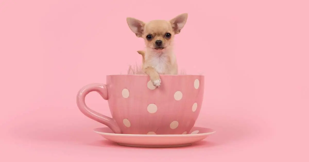 perro taza de cafe - Cuál es la raza de perro tacita de té