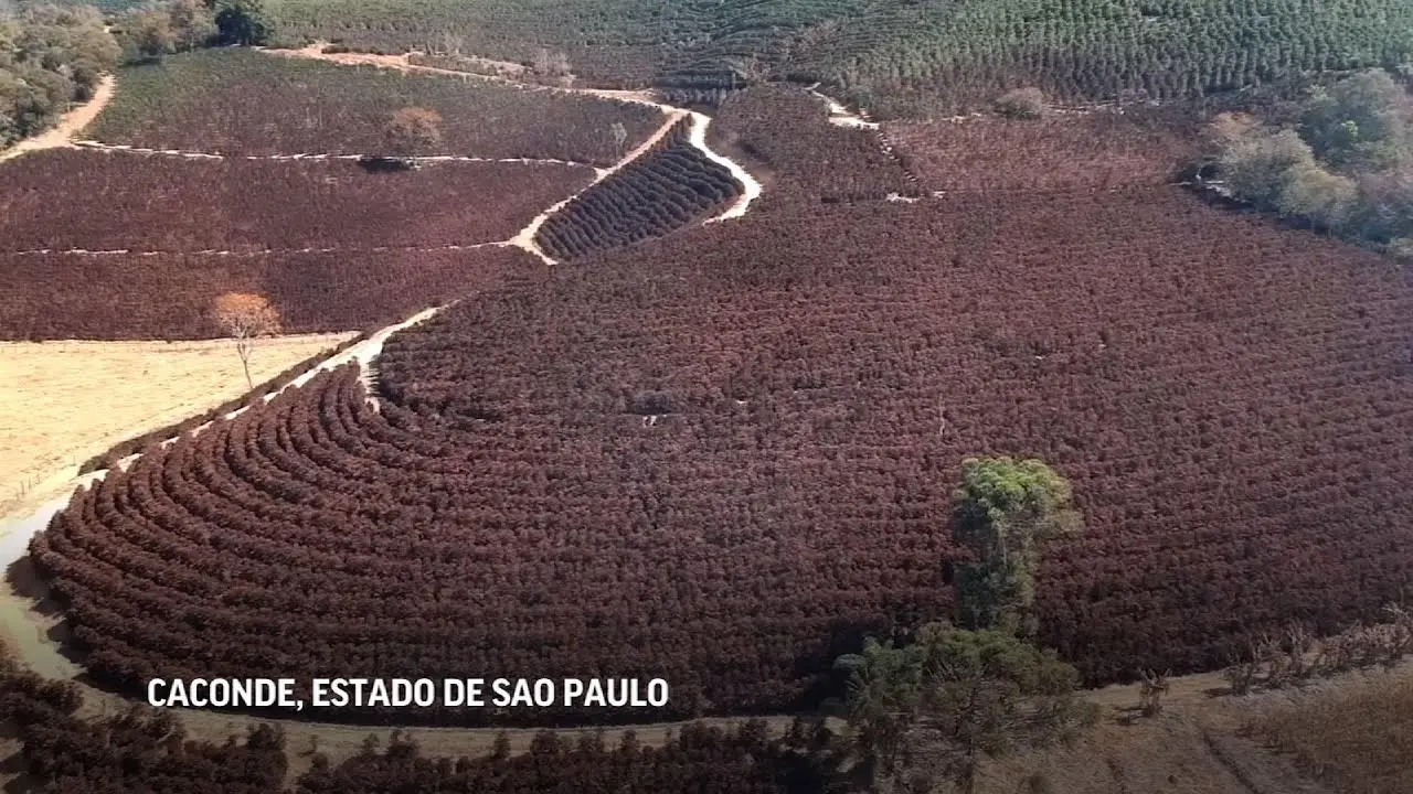 plantaciones de cafe en brasil - Cuál es la zona cafetalera de Brasil