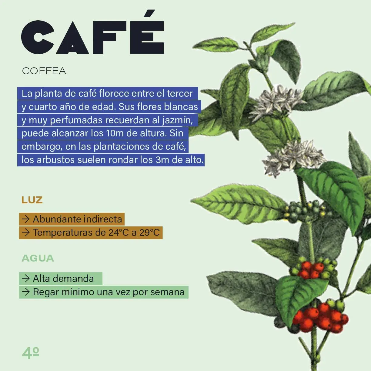 nombre cientifico de cafe - Cuál es taxonomia del café