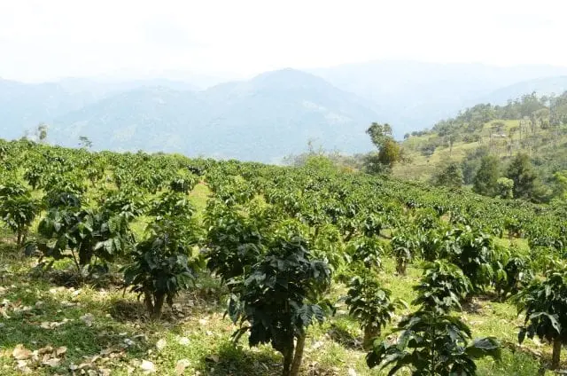 condiciones para cultivar cafe - Cuáles son los factores ambientales que favorecen el crecimiento del café