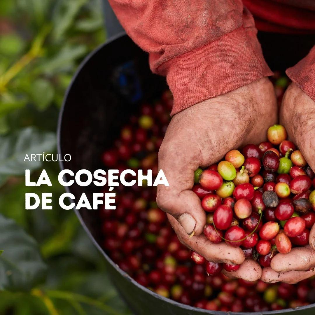 añada del café cosecha - Cuáles son los procesos de poscosecha del café