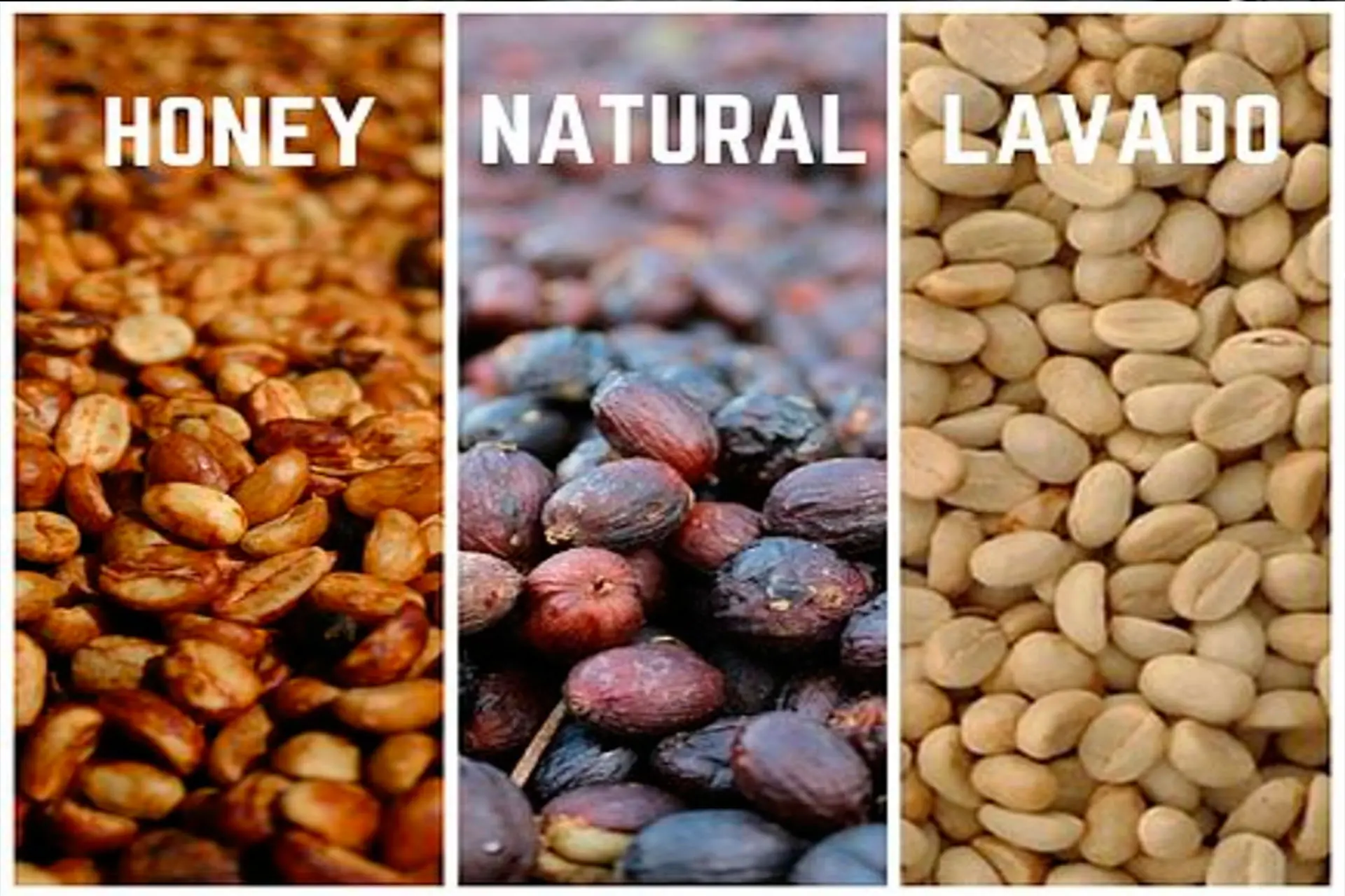 proceso de cafe natural - Cuáles son los procesos del café