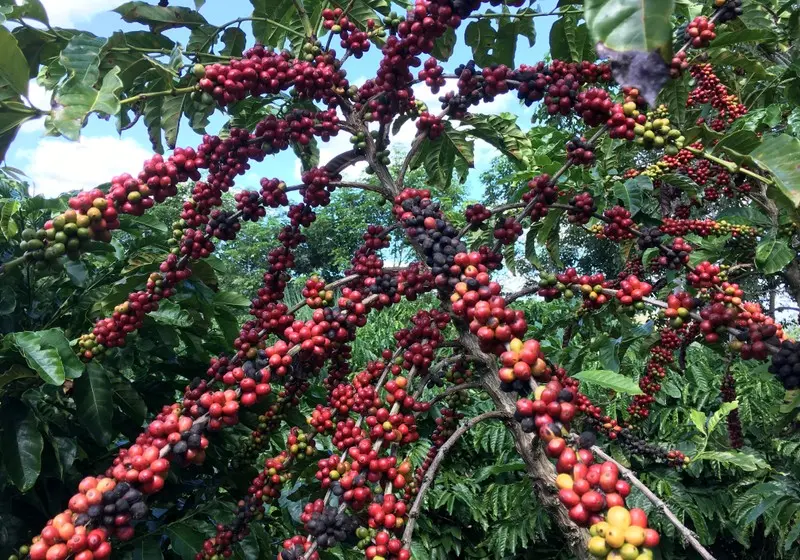 cosecha de café en brasil - Cuándo es la cosecha de café en el Brasil